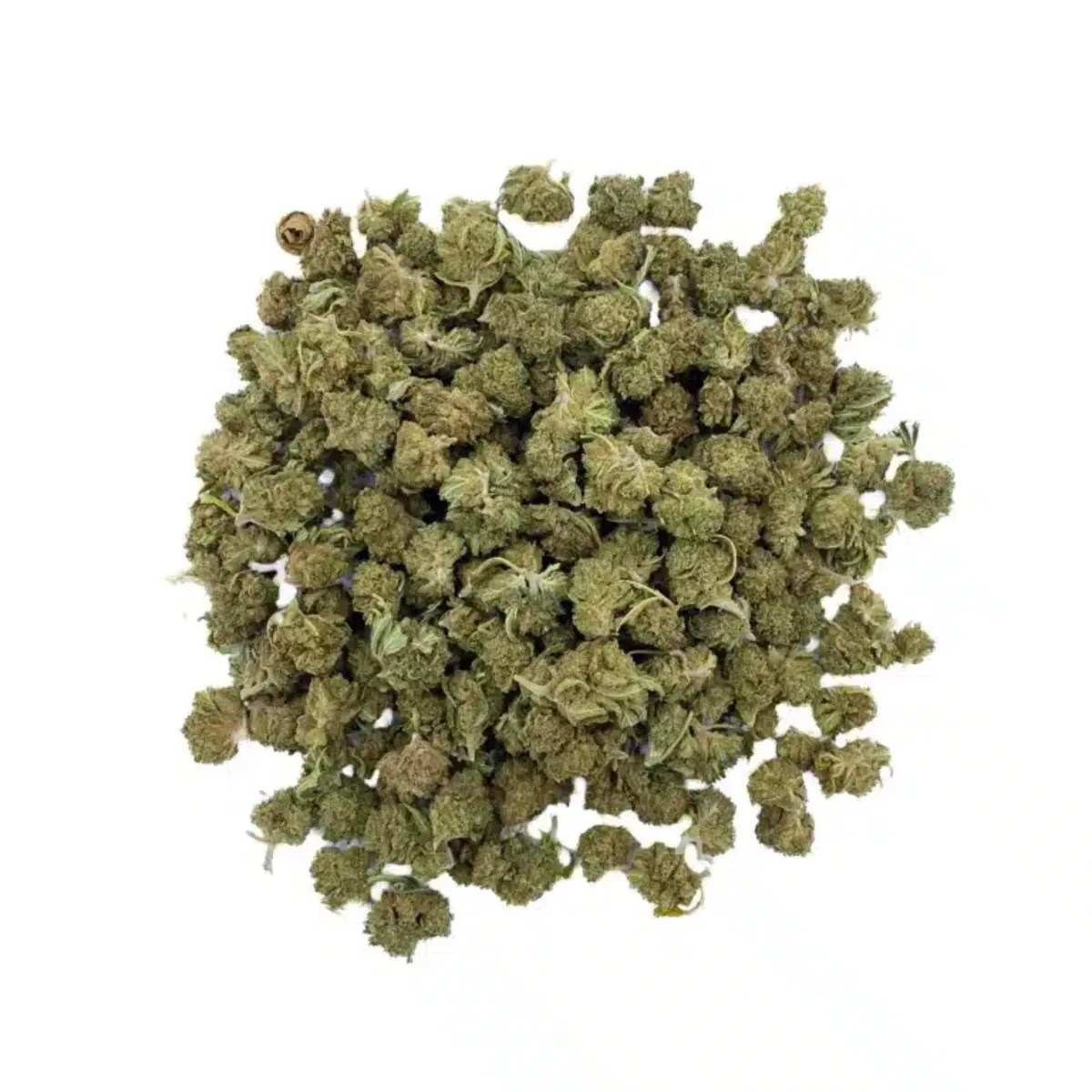 FLEUR SOUR TSUNAMI - GREEN-HOUSE FRANÇAISE