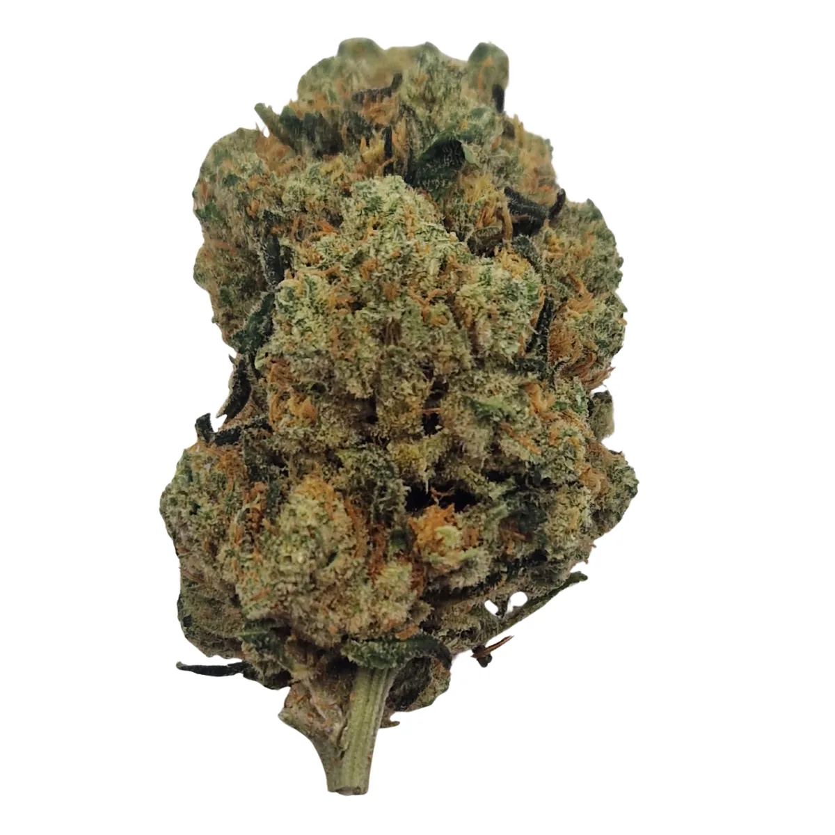 AMNESIA HAZE INDOOR HYDRO