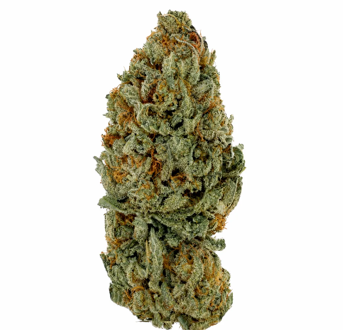 SOUR DIESEL - BIG BUD - INDOOR CALI